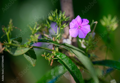 wild flowers in the forest