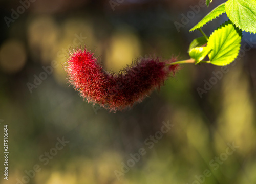 red poppy flower