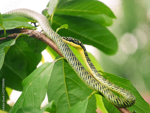 Long patterned serpent slithers gracefully across wooden branch among green tree leaves, showcasing authentic tropical wildlife creature in its natural habitat