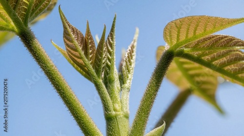 Macro shot of balsa tree fuzzy apical bud with fresh reddish-green leaves unfurling against a clear blue sky. New growth emerges on a young plant stem, indicating springtime.
