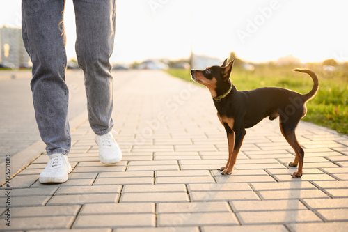 Low angle shot of Russian Toy Terrier dog walking on paved park sidewalk, looking up attentively at owner legs in sneaker at sunset, loose leash walk training, urban socialization and pet obedience