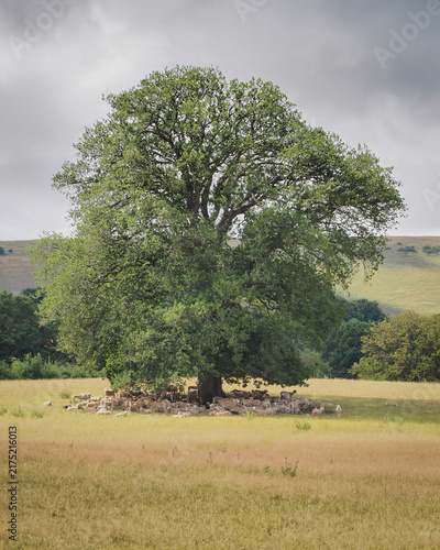 Flock of sheep sheltering under a large mature oak tree in a meadow near Inkpen, with rolling chalk hills and ridge in the background, Berkshire, UK