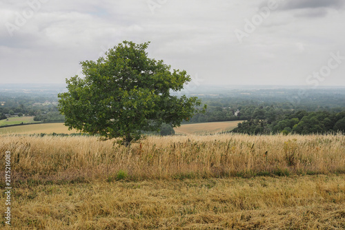 Obraz na płótnie A lone tree on a grassy ridge overlooking a panoramic view of the Kennet Valley