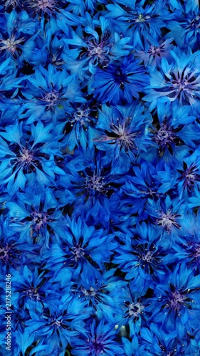 Vertical top view of vivid blue cornflowers flowers densely packed together forming a rotating natural floral background. Beautiful wildflowers vertical background rotation