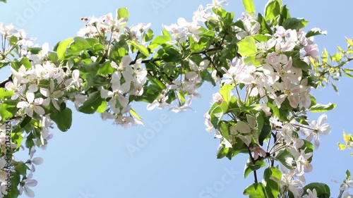 White apple blossom flowers on a green branch sway gently against a clear blue sky in slow motion