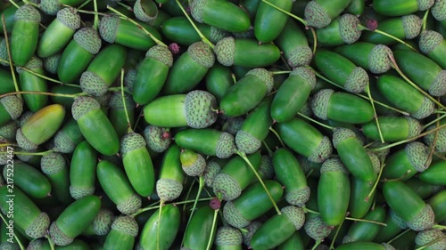 Rotating top view of fresh green acorns scattered together forming a natural forest nature background