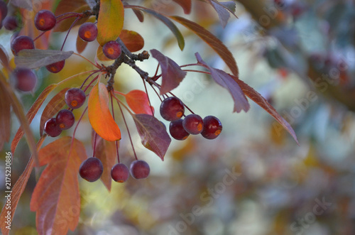  Ornamental apple tree Malus toringo ' Scarlett.' Closeup outdoors tree branch with bunch of red ripen apples and magenta- orange leaves isolated against natural blurred background.