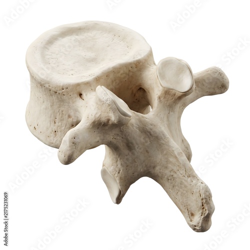 Tapety artystyczne Human lumbar vertebra single bone 3D anatomical render on white background