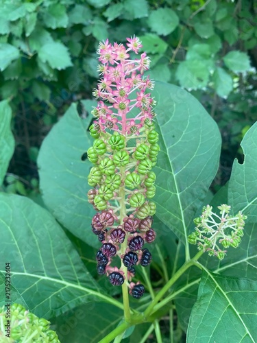 Pokeweed Plant with Pink Flowers, Green and Black Berries – Ripening Stages