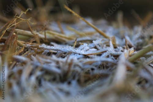 Canvastavla Frosty Grass and Straw Under Morning Light in Nature Scene