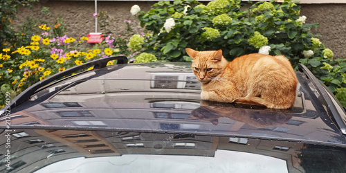Photography Orange tabby cat rests on top of a sleek car, casually surveying the area