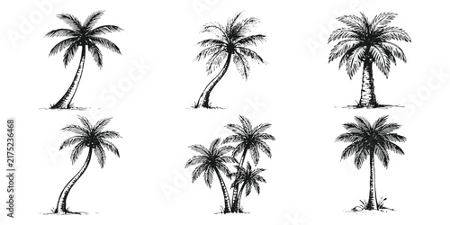 Hand drawn tropical palm tree collection vintage sketch set isolated vector illustration.