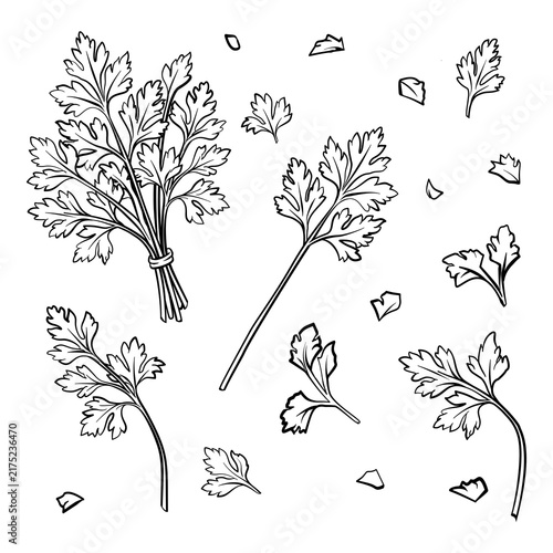 Black and white hand drawn line art style of celery leaves.