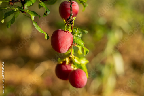Konstfotografi Red plums ripen in the summer garden