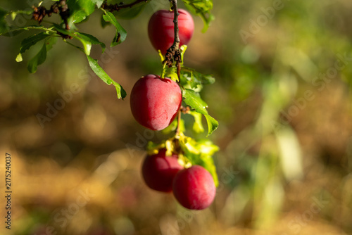 Canvastavla Red plums ripen in the summer garden