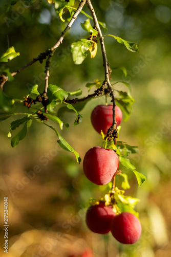 Canvastavla Red plums ripen in the summer garden