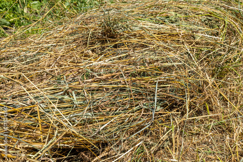 Obraz na plátně Dry straw in rural areas