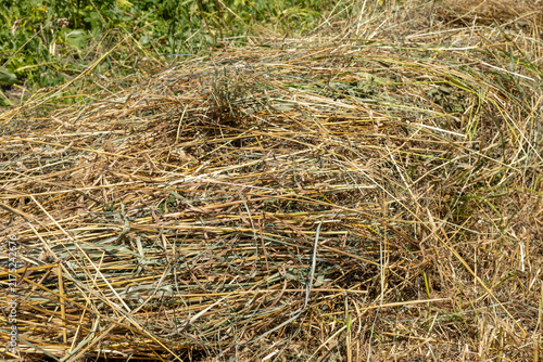 Obraz na plátně Dry straw in rural areas