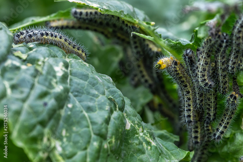 Large infestation of cabbage white caterpillars feeding on Chinese cabbage leaves.