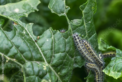 Cabbage white caterpillars damaging Chinese cabbage leaves in a vegetable garden.