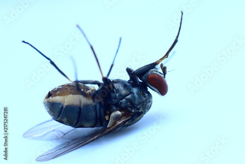 House Fly Eye Ball Close-Up Macro nature background photography