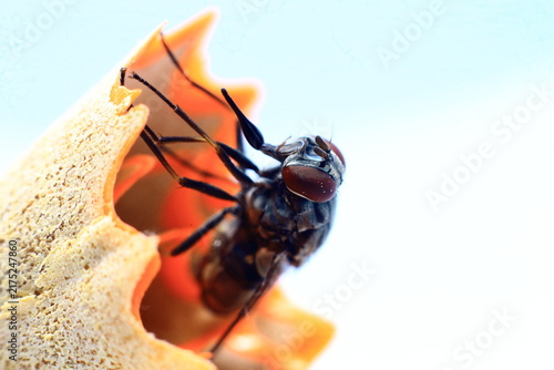 House Fly Eye Ball Close-Up Macro nature background photography