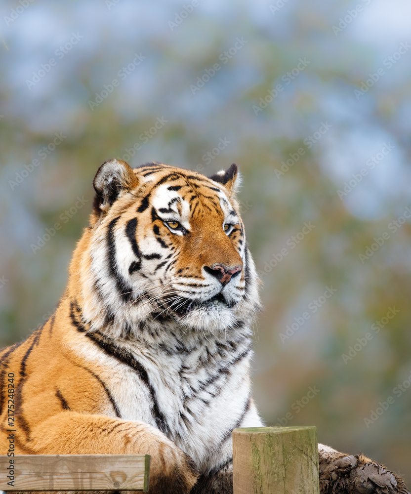 Obraz premium An Amur Tiger sitting on a platform looking ahead