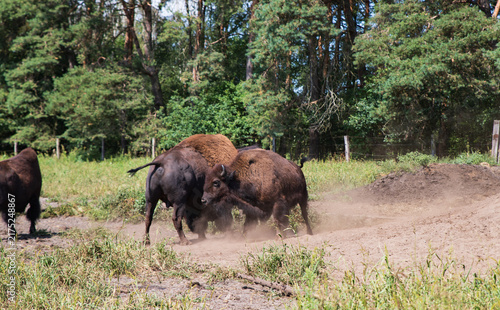 Картината върху платно Close-up of several American bison in a sandy enclosure