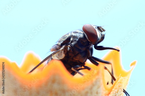 House Fly Eye Ball Close-Up Macro nature background photography