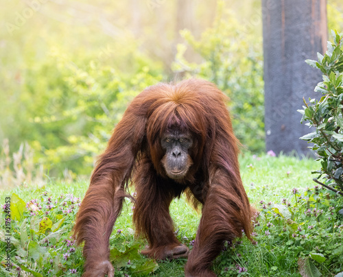 Obraz na płótnie A adult Orangutan walking on all fours