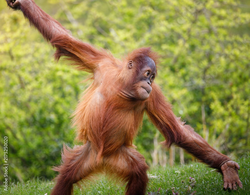 Photography A juvenile Orangutan doing a cartwheel
