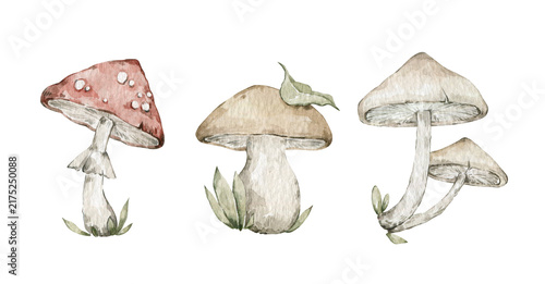 Bild auf Leinwand Watercolor mushrooms, toadstool, fly agaric, porcini mushroom, leaves