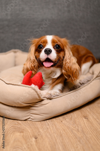Portrait of joyful Cavalier King Charles Spaniel dog with open mouth lying in beige pet bed with red soft toy, home animal care and cozy puppy lifestyle, animal welfare and comfort wellness concept