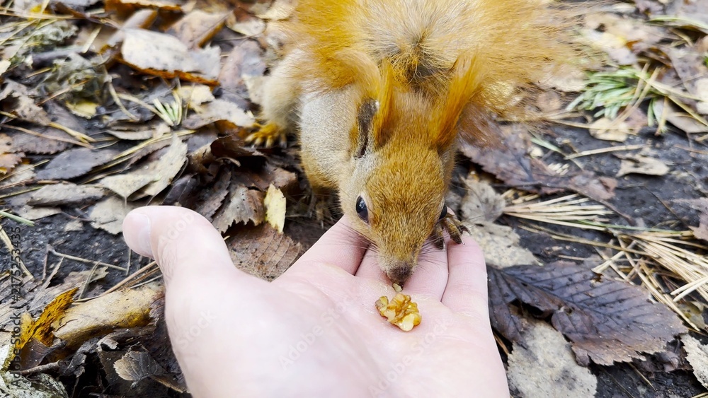 Obraz premium Wild fluffy squirrel taking nuts from male arm and gnawing it outdoor. Cute rodent eating food from hand of guy at forest. Man feeding hungry small sciurus to walnuts at autumn park. POV