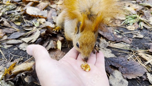 Photography Wild fluffy squirrel taking nuts from male arm and gnawing it outdoor