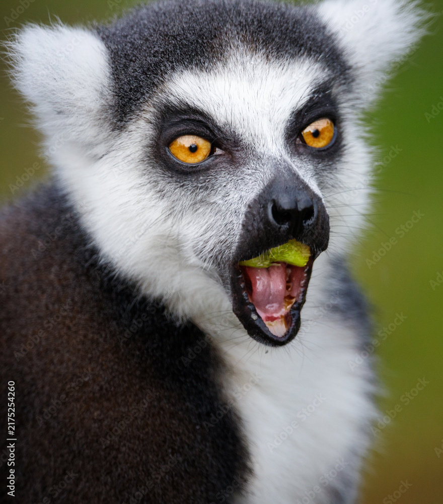 Obraz premium A Ring tailed lemur eating