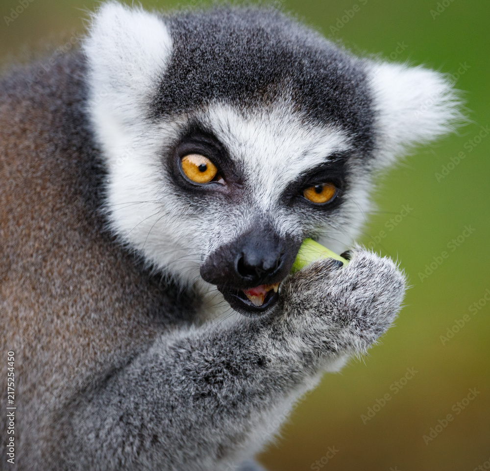 Obraz premium A Ring tailed lemur eating