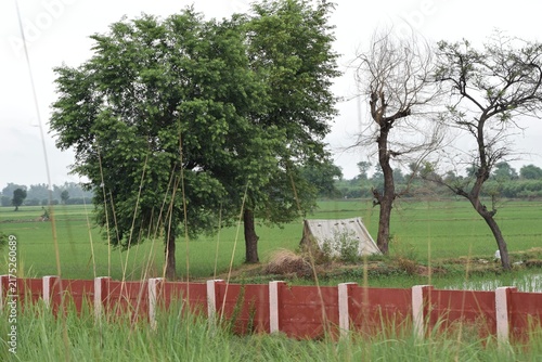 Fotografie Rural trees and farmland behind a red boundary wall in India