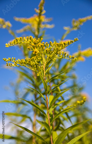 Goldenrod plant with yellow flower clusters in bloom