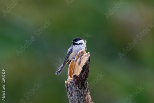 Fotografie Chickadee-dee-dee-dee-dee