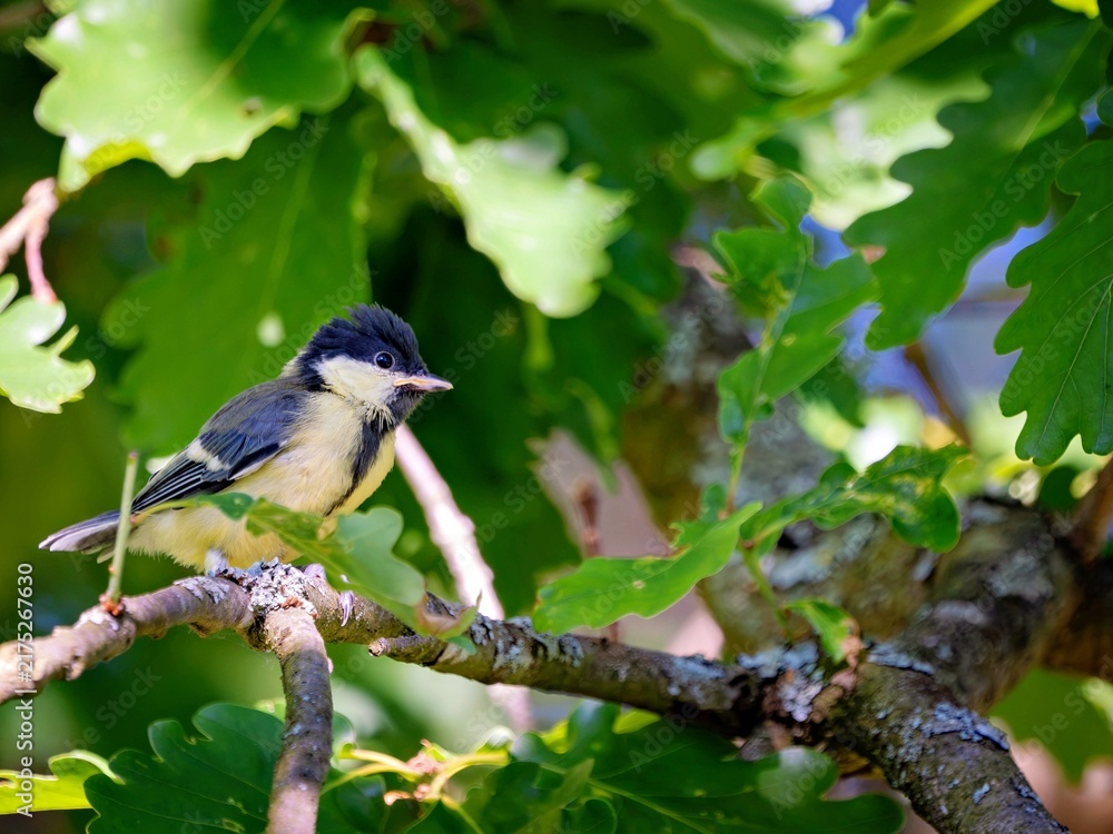 Obraz premium The great tit is sitting in an oak