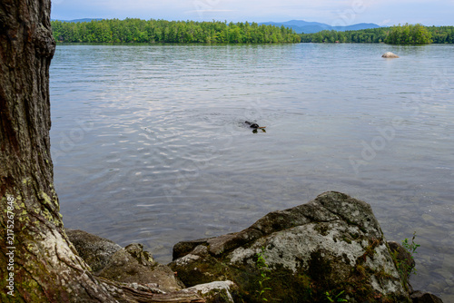 Black Lab retrieving a stick on a lake