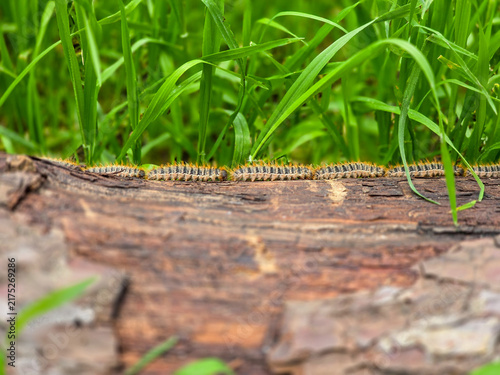 Processionary caterpillars crawling in a single file line along a wooden log