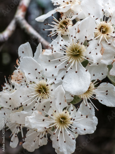 Close up of delicate white pear tree blossoms blooming on a branch in spring