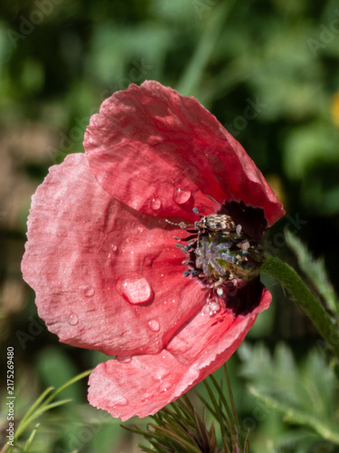 Blooming red poppy flower with water droplets and a small beetle resting inside