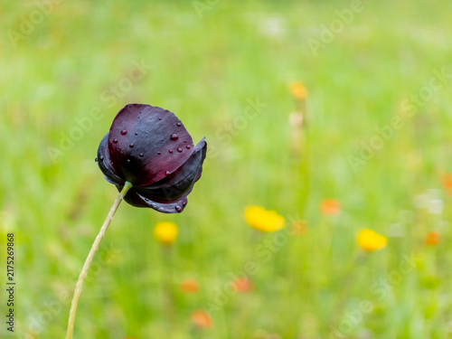 Black poppy flower with water droplets in a green field