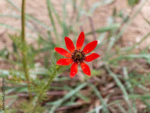 Red pheasant's eye flower blooming in a grassy field