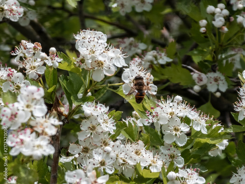 Honey bee pollinating white hawthorn blossoms on a spring day