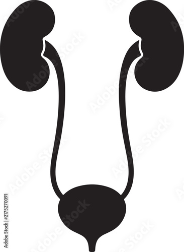 Black and white icon of human urinary system featuring kidneys, ureters, and bladder in a simple outline style also transparent background