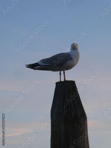 Canvastavla Gaviota posada sobre una escultura en Venecia